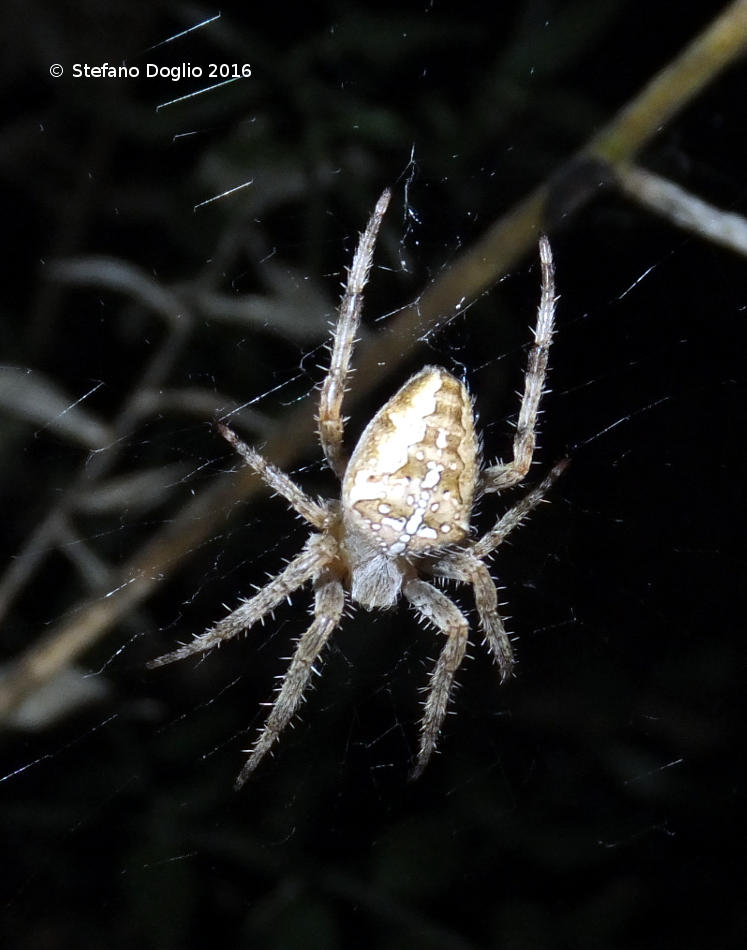 Olios argelasius (Sparassidae) e Araneus diadematus (Araneidae) - Monterotondo (RM)